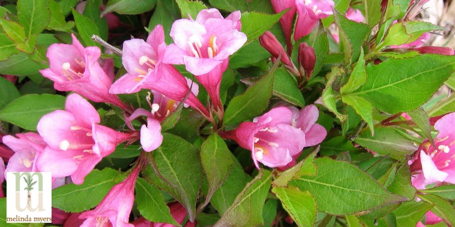 MM Weigela-florida-'Minuet' budget gardening 900x450-min.jpg