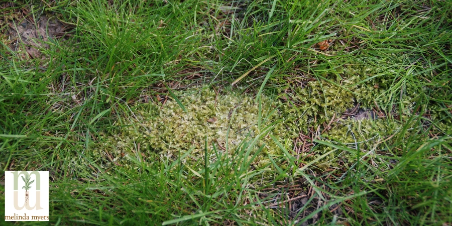 moss in lawn