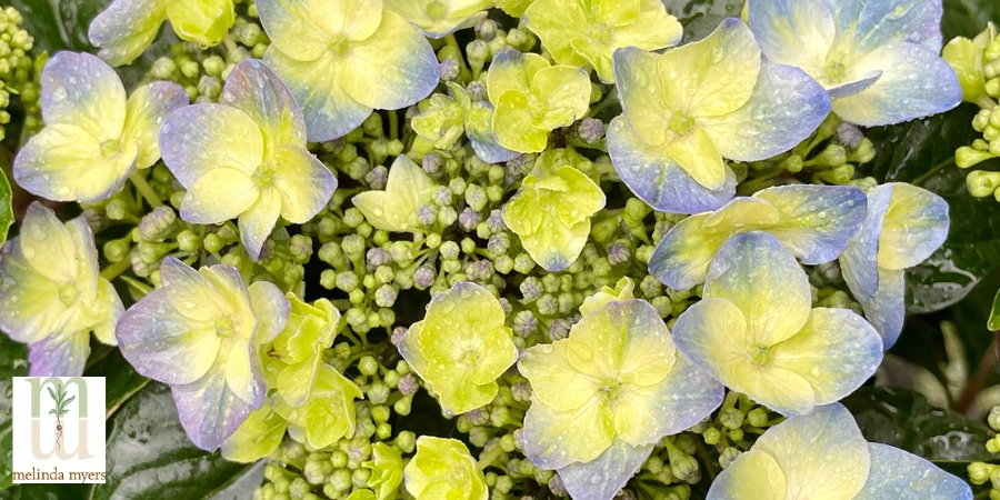 MM HydrangeaPop-Star®-Hydrangea---Hydrangea-macrophylla.jpg (900 x 450 px).webp