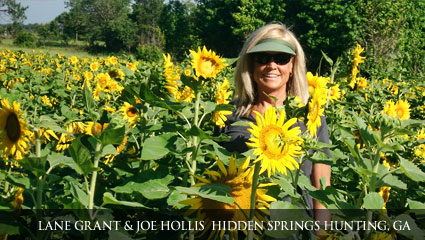Healthy Sunflower garden Tall and healthy sunflower garden thanks to Milorganite's use aas a deer repellent.