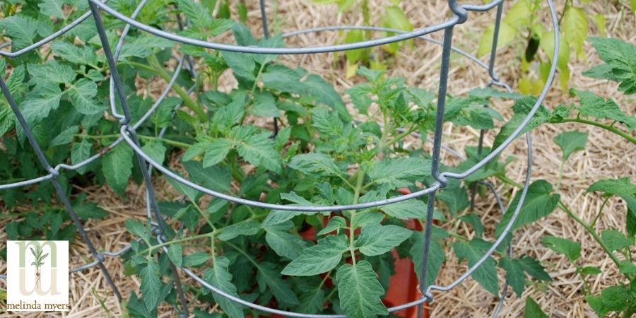 Tomato Trellis Accelerator