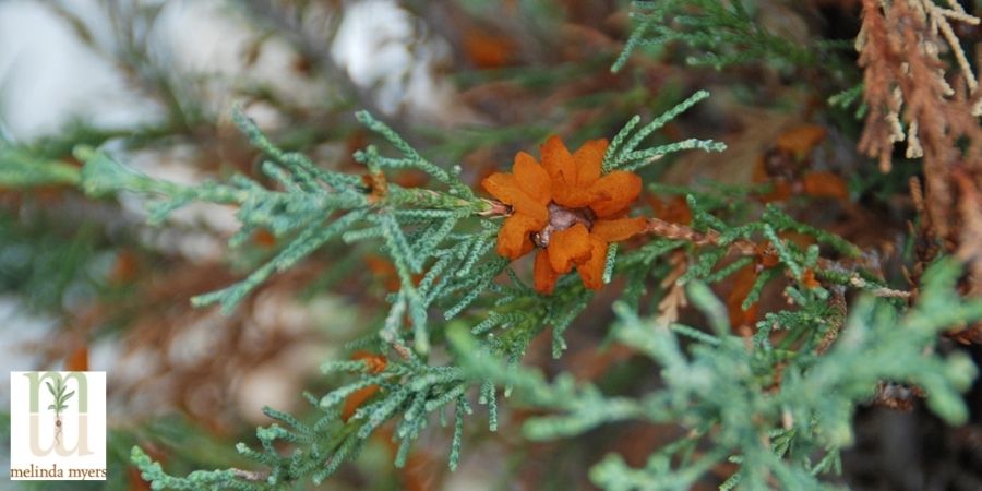 Cedar Apple Rust Tree Disease