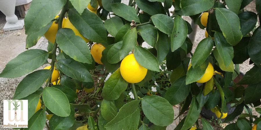 lemon tree