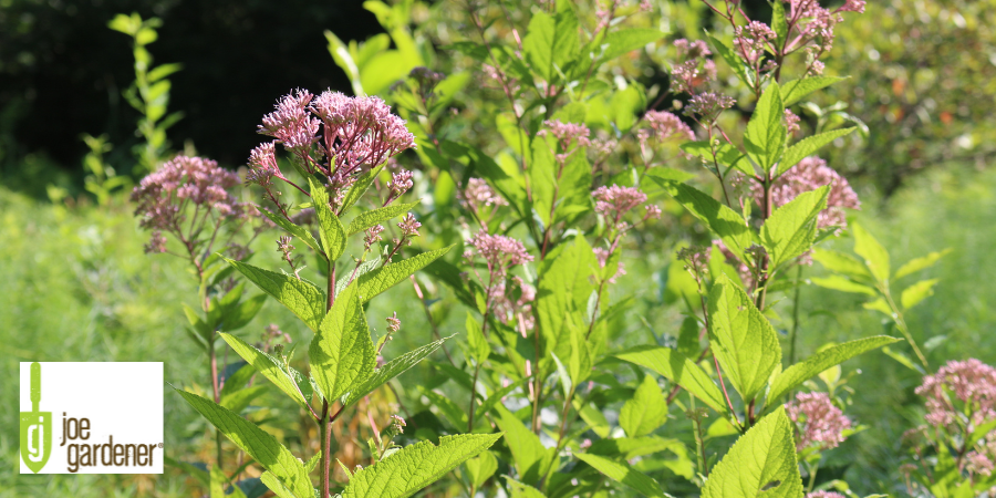 Joe-Pye Weed