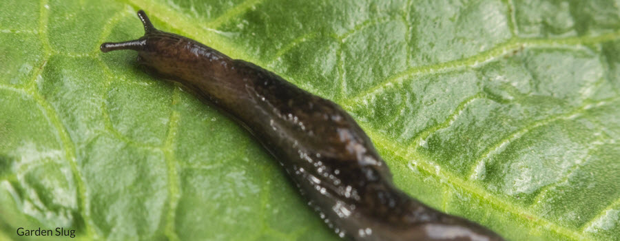 Slug in the Garden