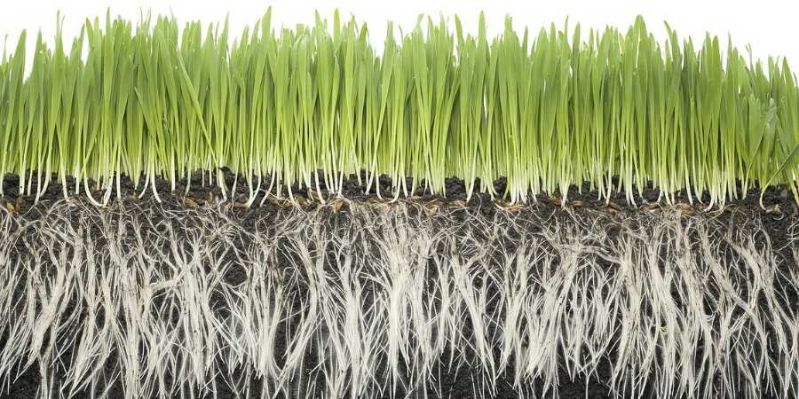 How to Grow Deep Grass Roots