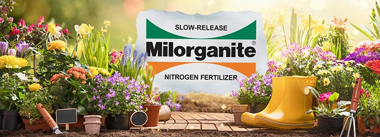 Summer on sale lawn fertilizer