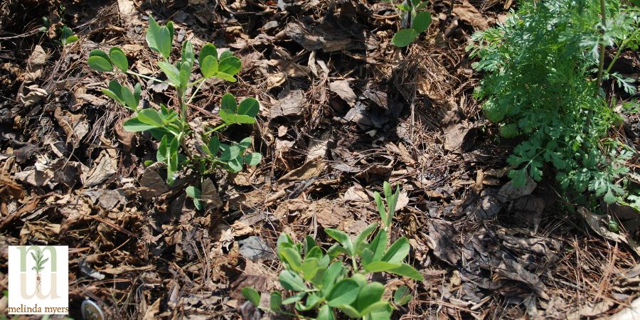 A garden with leaf mulch. 