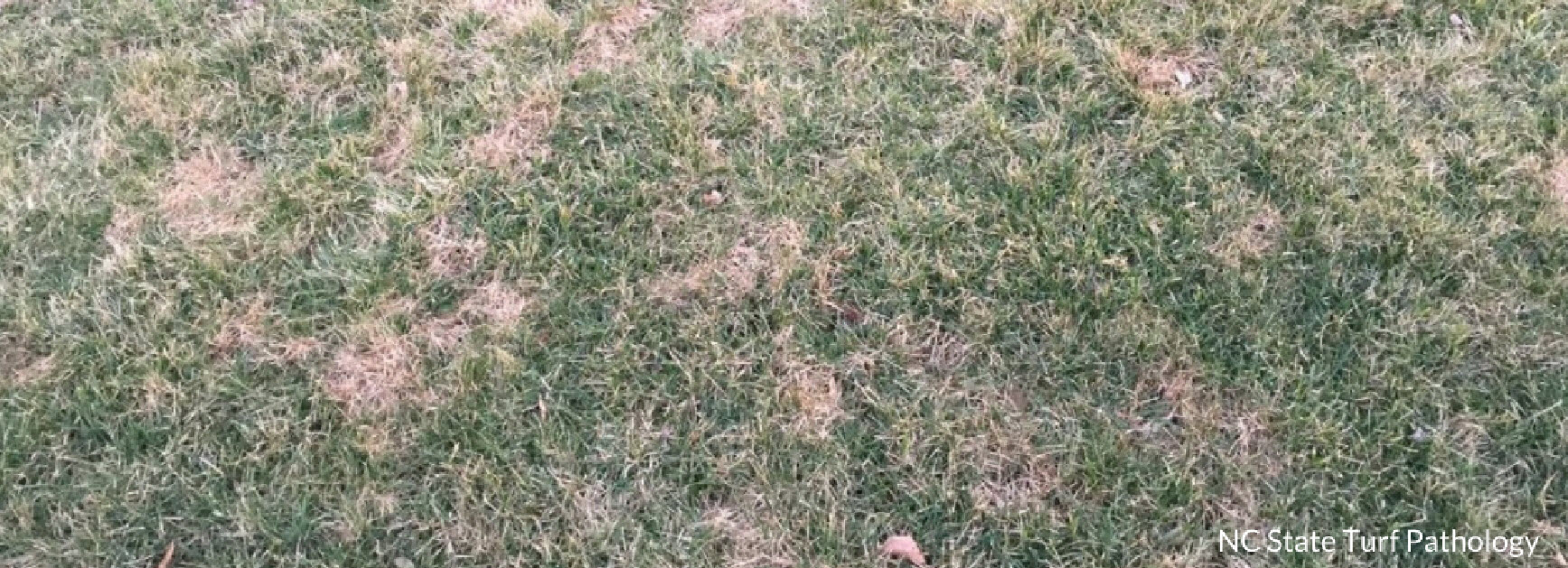pink snow mold lawn disease