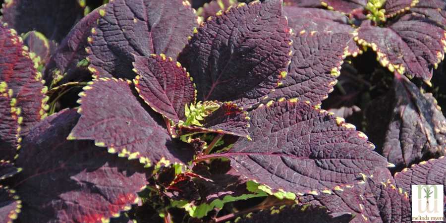 Melinda Myers Indoor Garden Coleus Plant