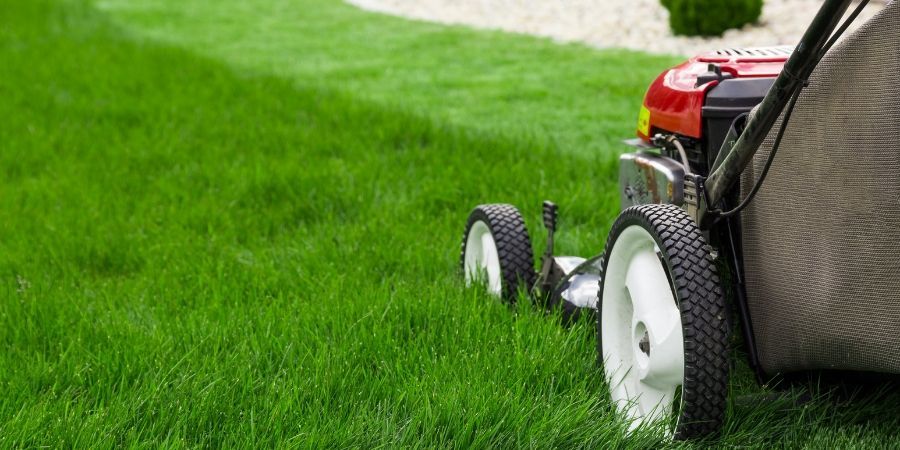 Mow at the proper height to have a healthy lawn free of clovers