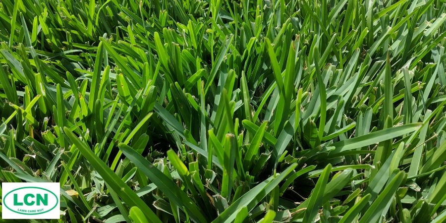 Warm Season StAugustine Grass.jpg