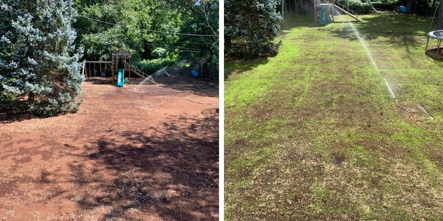 watering newly planted grass in backyard