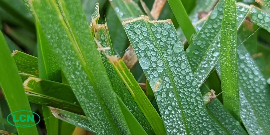 rain dew on grass blade