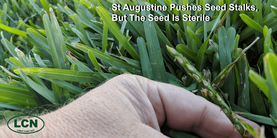 st aug seed head among green grass