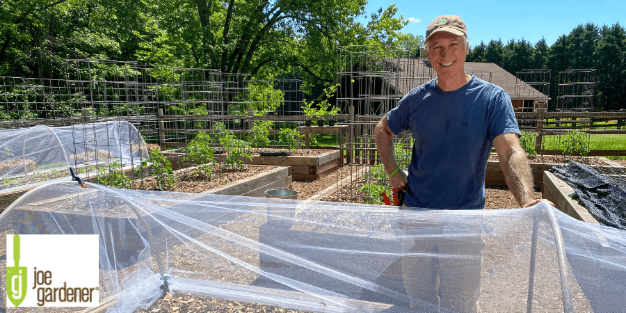 Joe gardener with net over raised bed garden