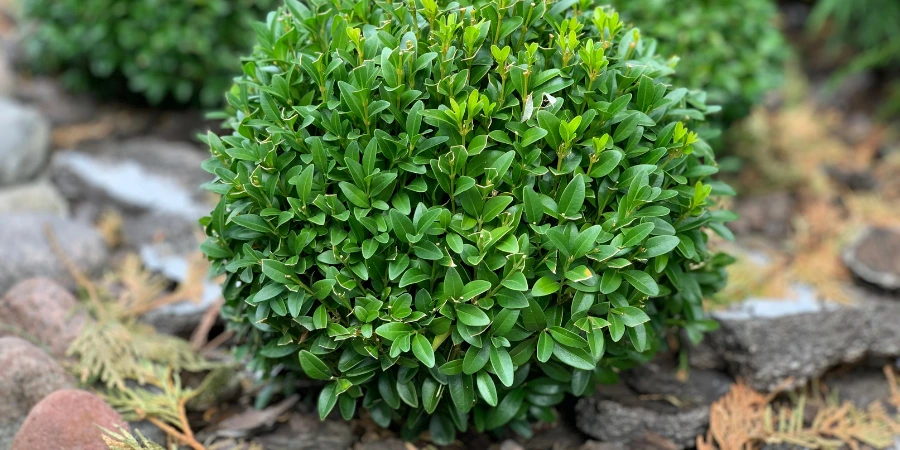 boxwood shrub