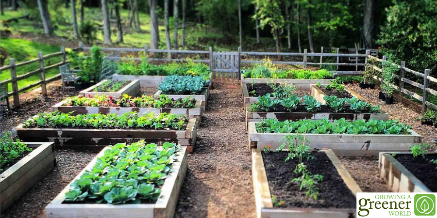 Raised garden beds