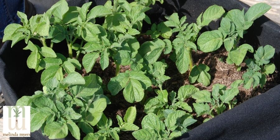 potatoes in a container garden