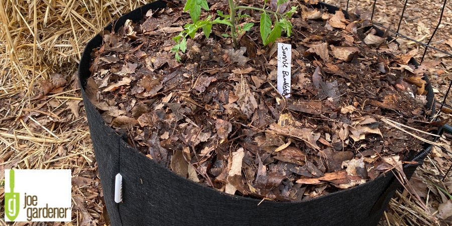 plants in a black garden bag