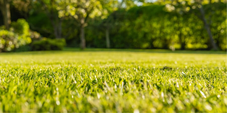 green lawn trees in background