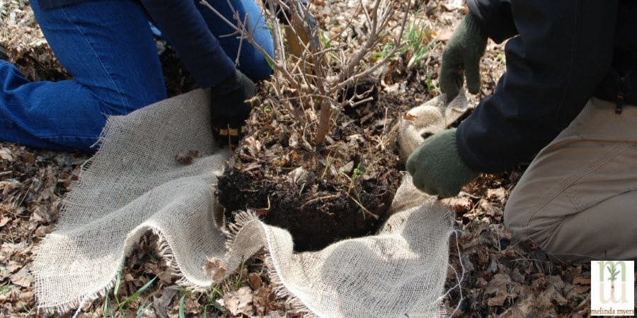 Transplanting a Shrub with Burlap