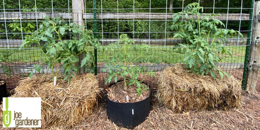 plants in a straw bale garden