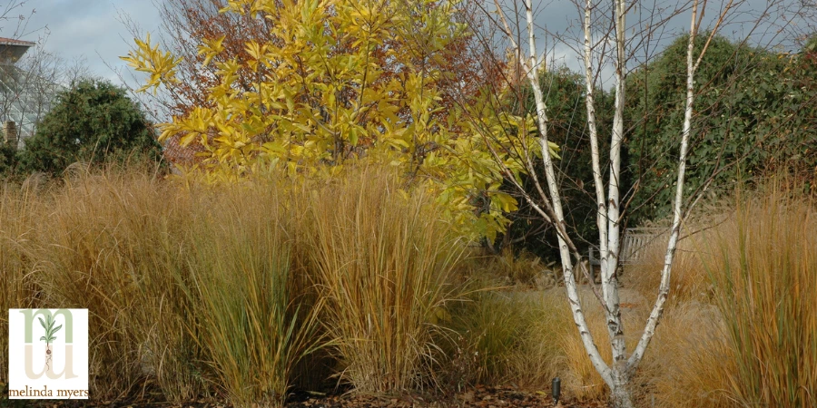 Birch & Northwind Panicum