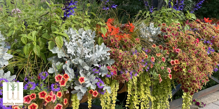 beautiful plant containers in the sun