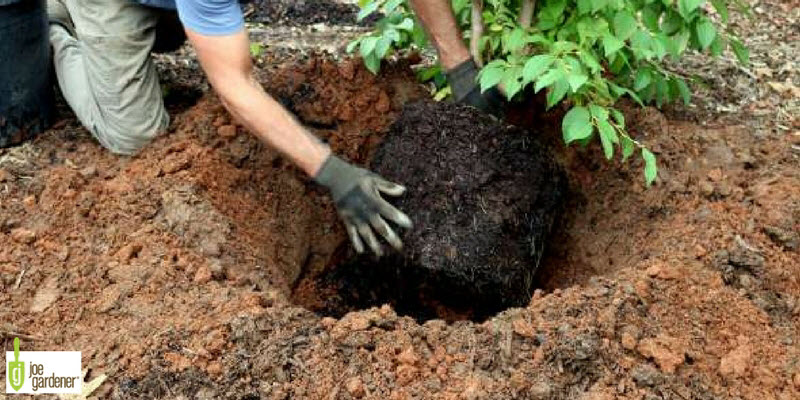 Planting a tree in the ground