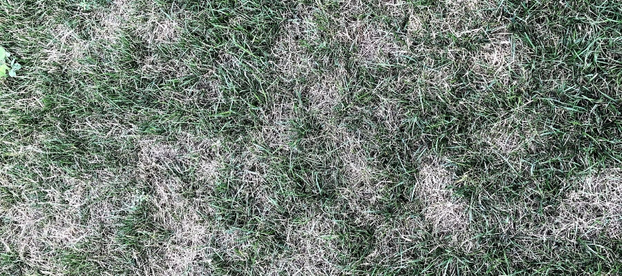 Dollar spot lawn disease