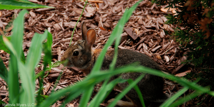 Protect Winter Landscape From Deer Rabbits Voles Milorganite