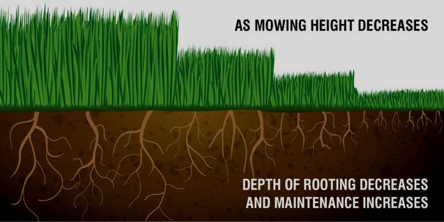 How Deep Do Bermuda Grass Roots Grow? Unveil Secrets!