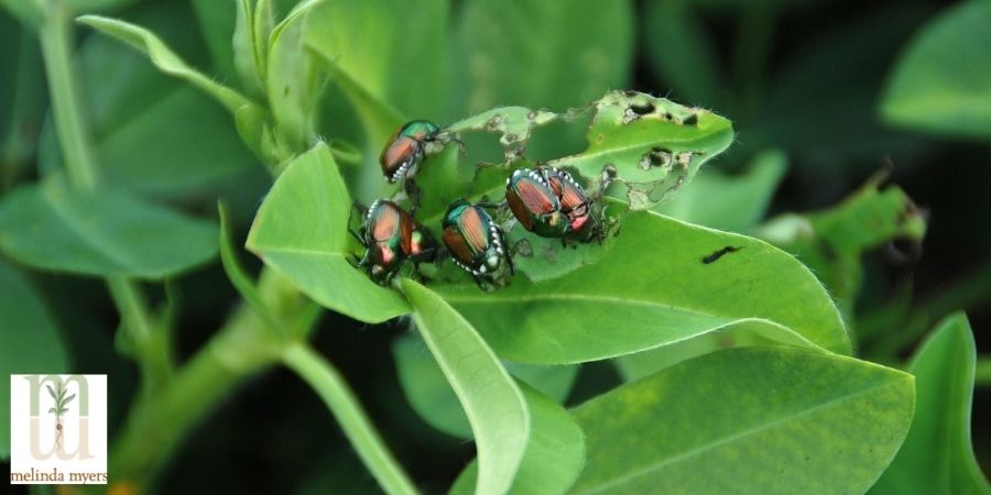 Japanese beetle eating a leaf