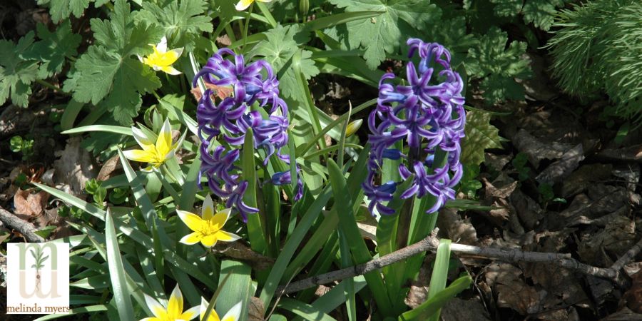 hyacinth and tulip