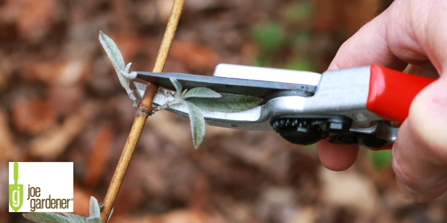 bypass pruner