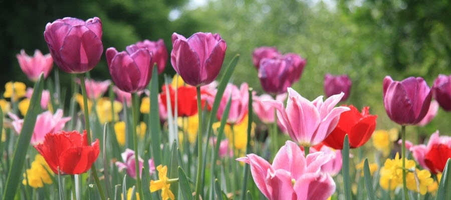 Tulips and daffodils blooming in spring