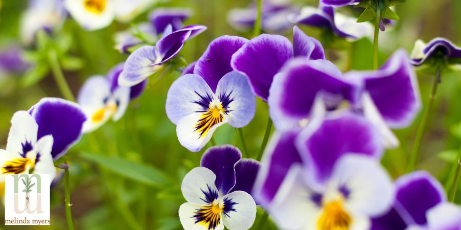 MM Summer landscape pansy flowers 900x450 -min.jpg