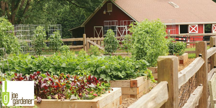 backyard with multiple raised garden beds with vegetables