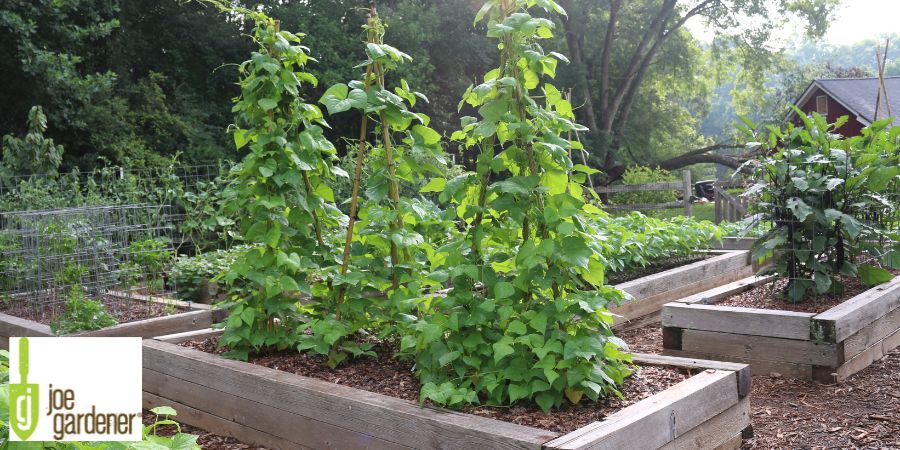 green pole beans on a trellis