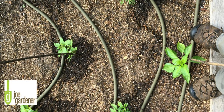 drip irrigation 