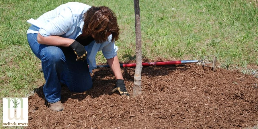 woman planting a tree