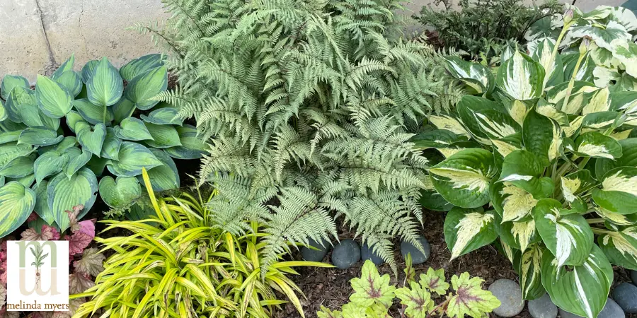 MM shade garden bed hosta japanese fern 900x450.webp