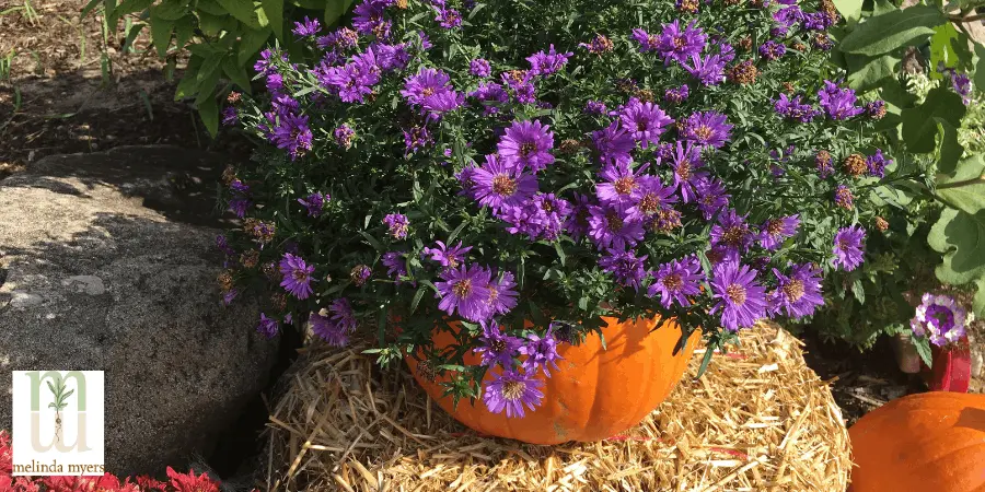 asters planted in a pumpkin