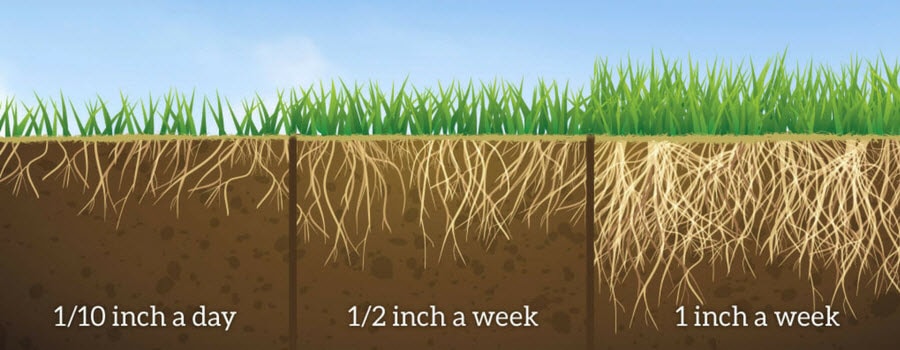 How much to Water Your Lawn