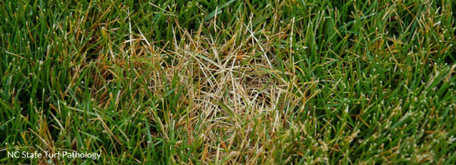 dollar spot grass disease