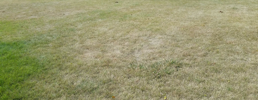 dormant grass