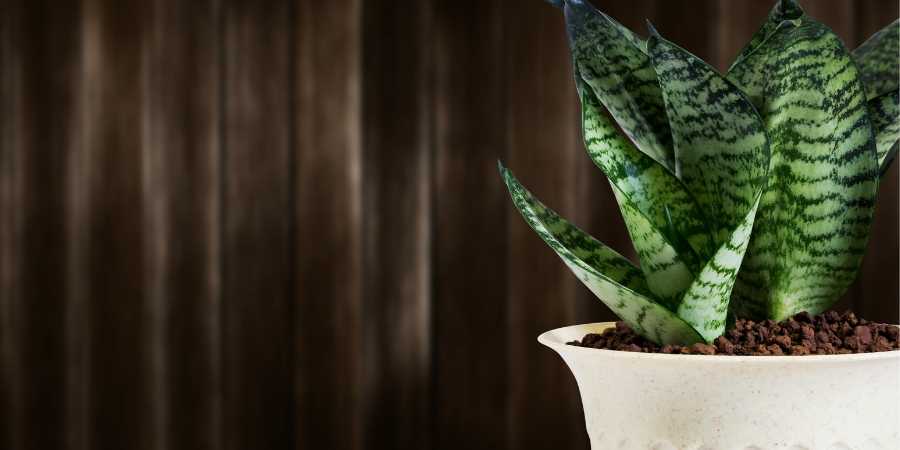 Snake Plant 