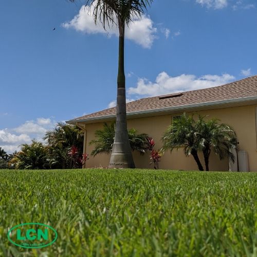 zoysia grass with palm tree