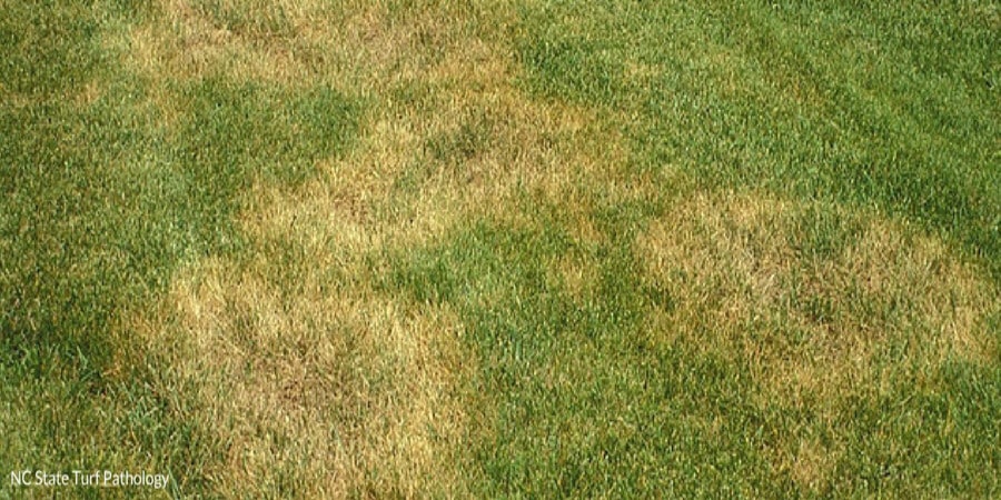 Brown Patch lawn disease